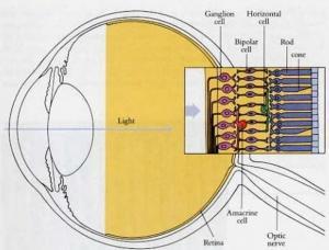 Όραση και Διατροφή